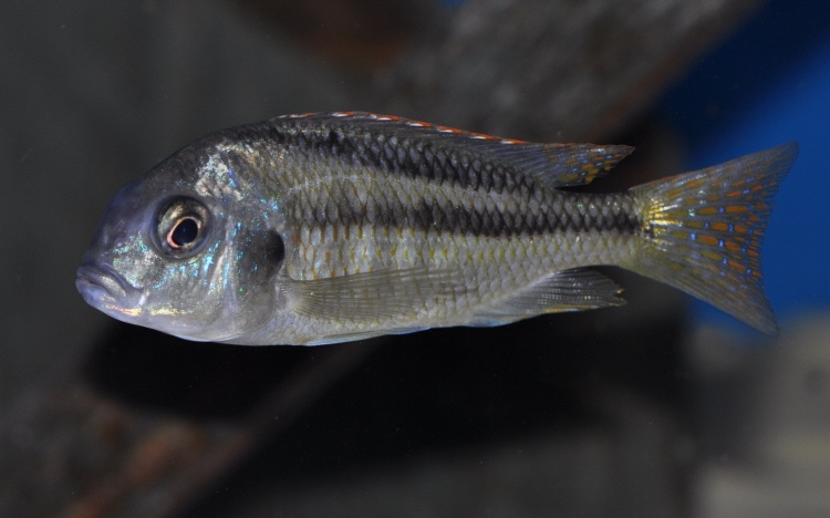Chilotilapia rhoadesii